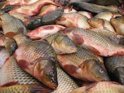 ترویج پرورش ماهیان گرمابی در بهبهان