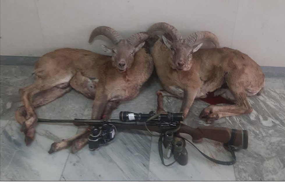 دستگیری شکارچیان قوچ وحشی در کاشان