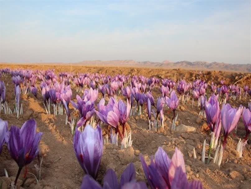 افزایش ۱۰ درصدی سطح زیر کشت زعفران در استان یزد