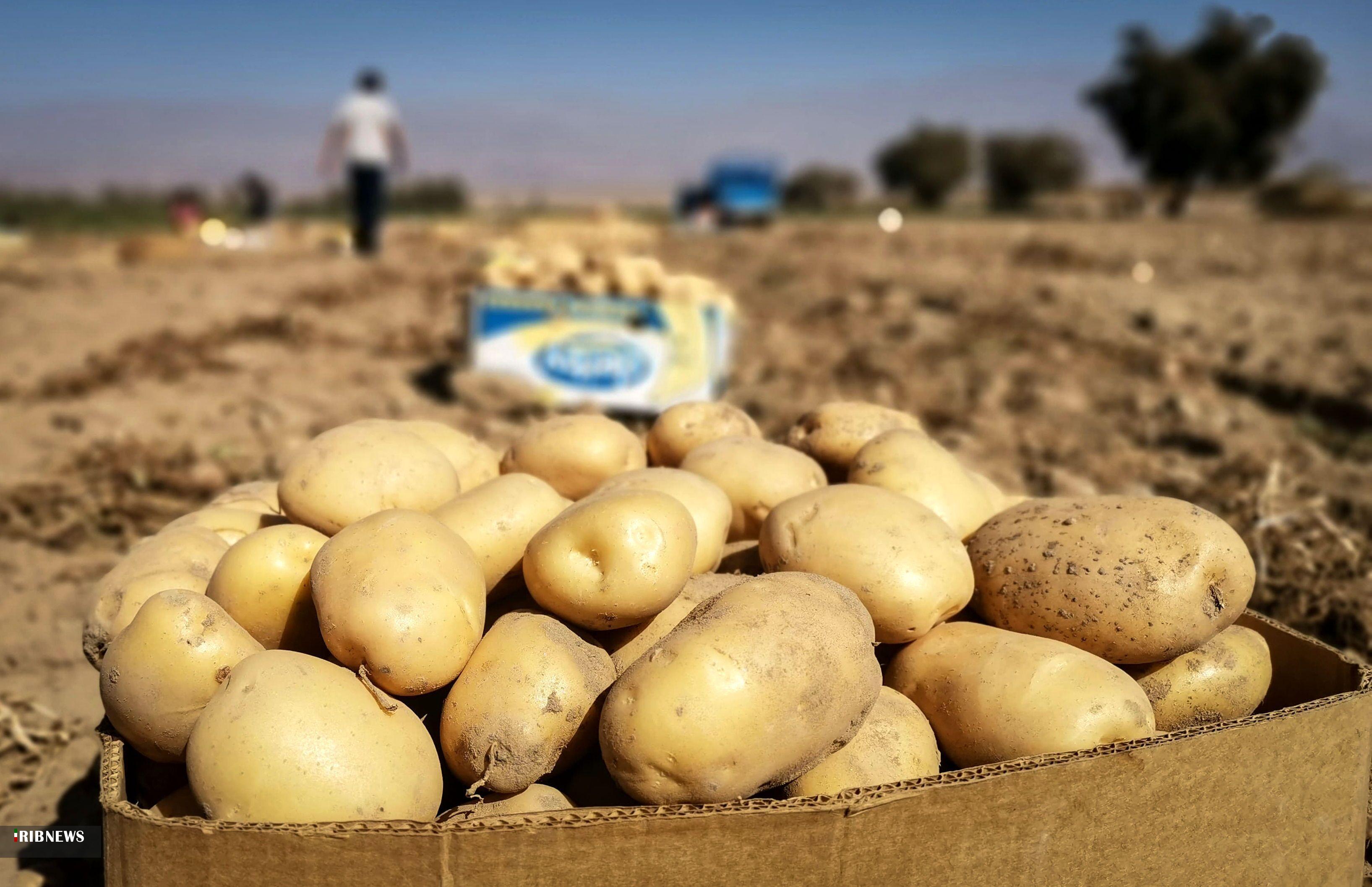 استان اردبیل پیشگام در تولید و صادرات سیب زمینی