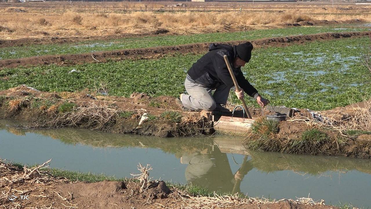 جلوی آبیاری با پساب‌های آرسنیک‌دار گرفته شد