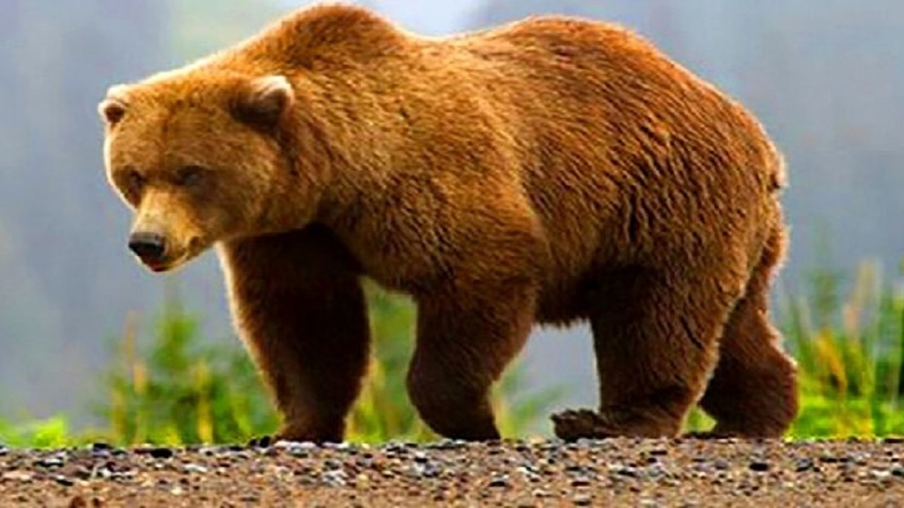 زنده گیری خرس مهاجم در هوراند 