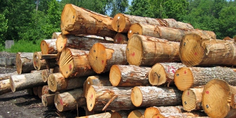 مجازات قاچاقچی چوب در شوش