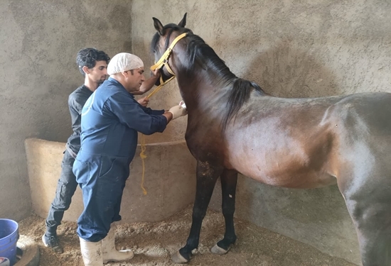 پایش بیماری مشمشه در مراکز پرورش اسب شهرستان میبد