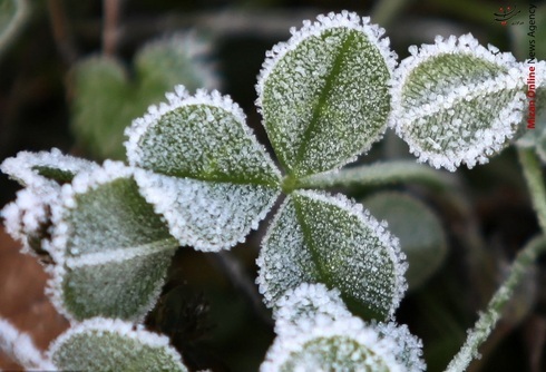 سرمازدگی در کمین محصولات زراعی و باغی