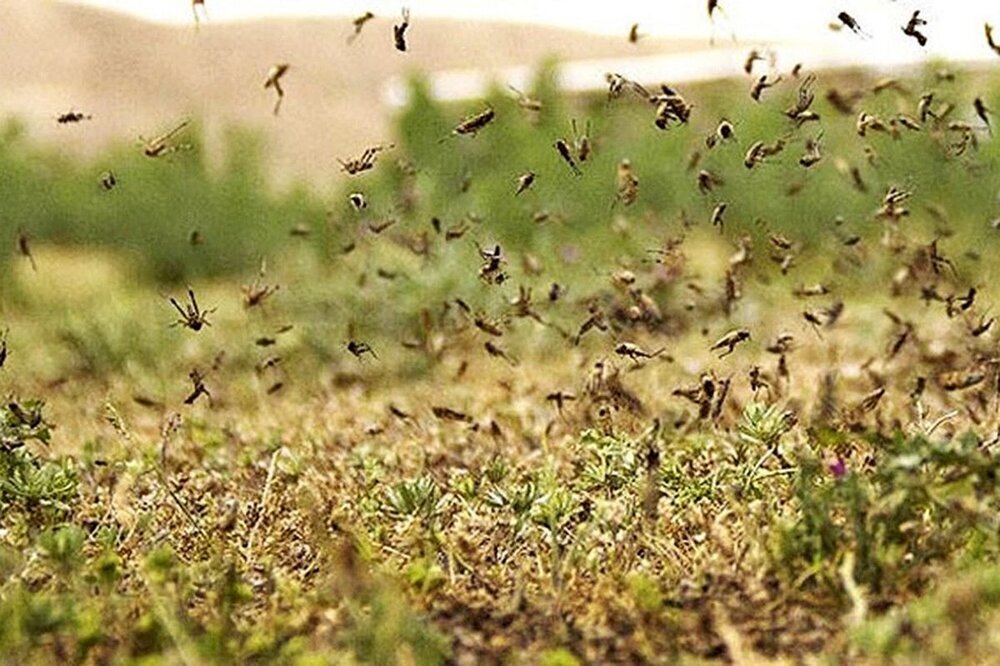 فعال شدن ۶ تیم پایش ملخ صحرایی در خرمشهر