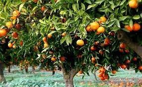 تولید ۲۵ هزار تن پرتقال در محمودآباد