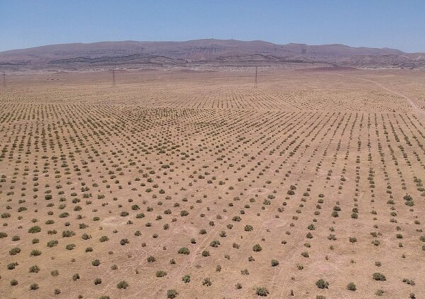 اجرای نهالکاری و بیابان زدایی در سطح ۹۰ هکتار در جغتای