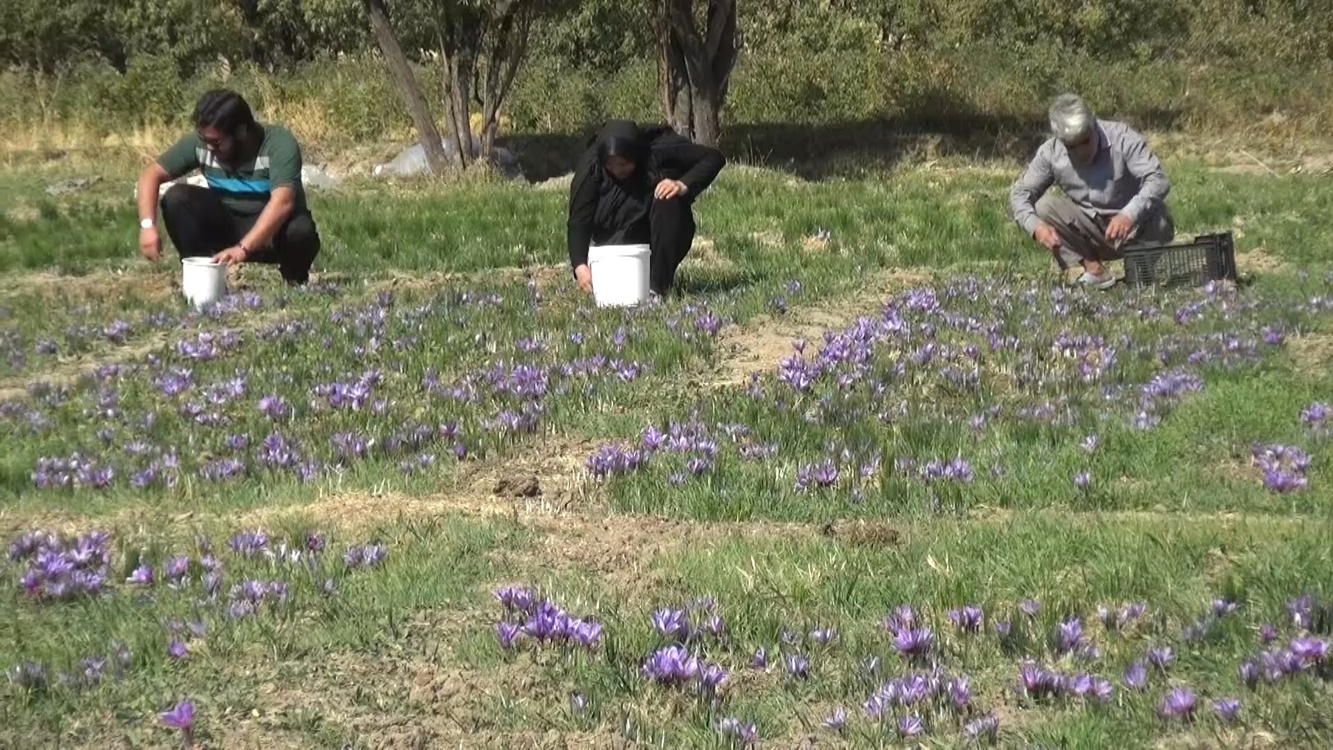 برداشت زعفران  از مزارع روستای دارالسیاده علوی از توابع بخش نیاسر