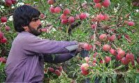 پیش بینی تولید ۱.۵ میلیون تن سیب در آذربایجان‌غربی