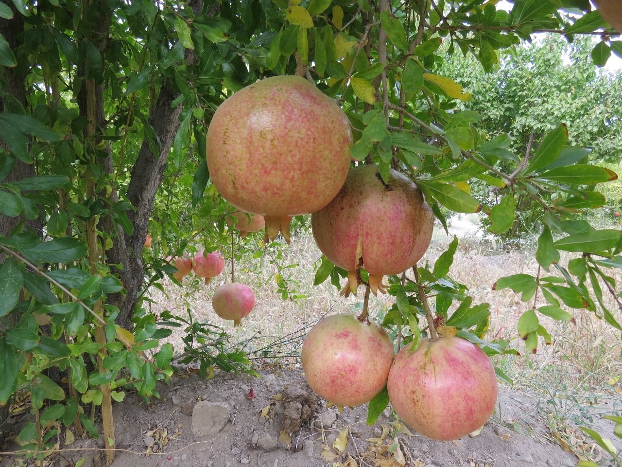 برداشت ۱۸۰۰ تن انار در شهرستان زاهدان