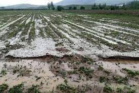 پرداخت غرامت کشاورزان خسارت دیده آذربایجان شرقی تا ۱۰ روز آینده