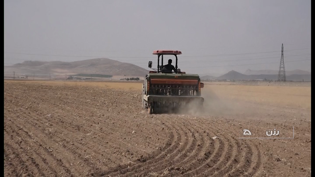 کشت محصولات پاییزه در ۸۰ هزار هکتار از زمین‌های کشاورزی رزن