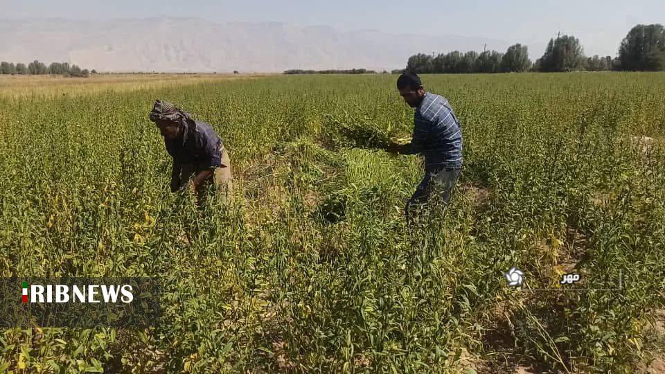 آغاز برداشت دانه روغنی کنجد در شهرستان مهر