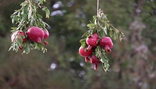 دومین جشنواره انار خنامان