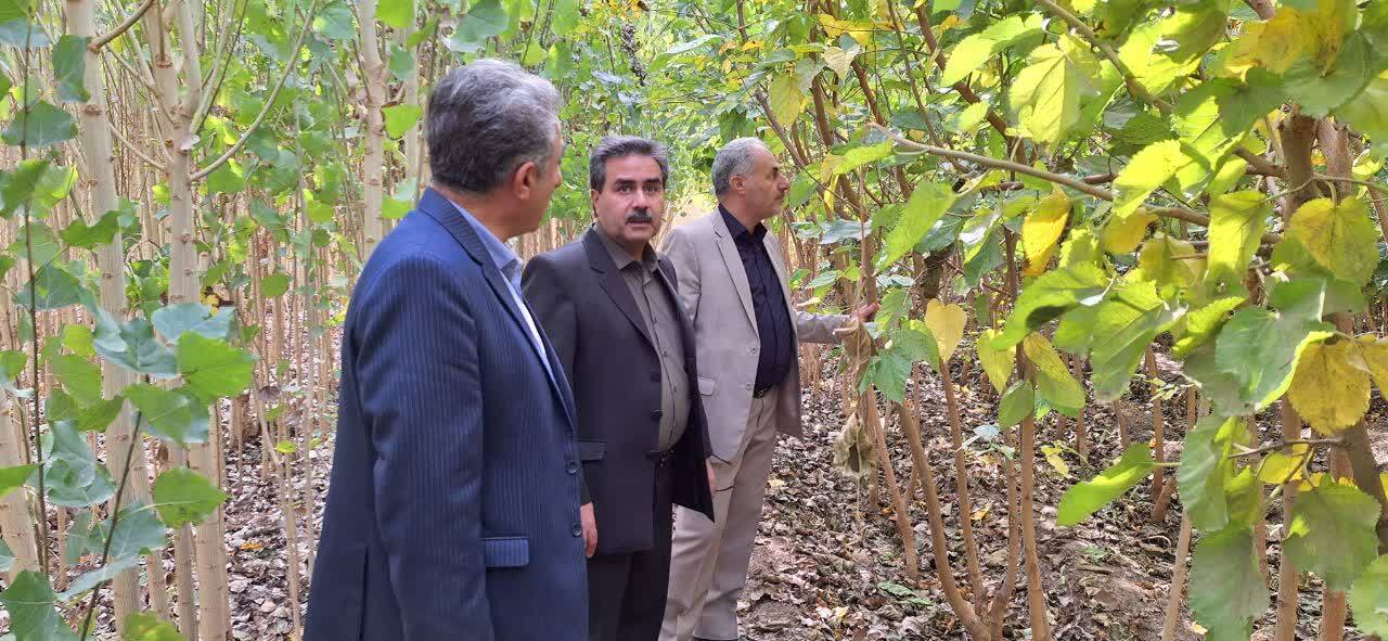 خراسان رضوی از استان‌های موفق در طرح کاشت یک میلیارد درخت در کشور