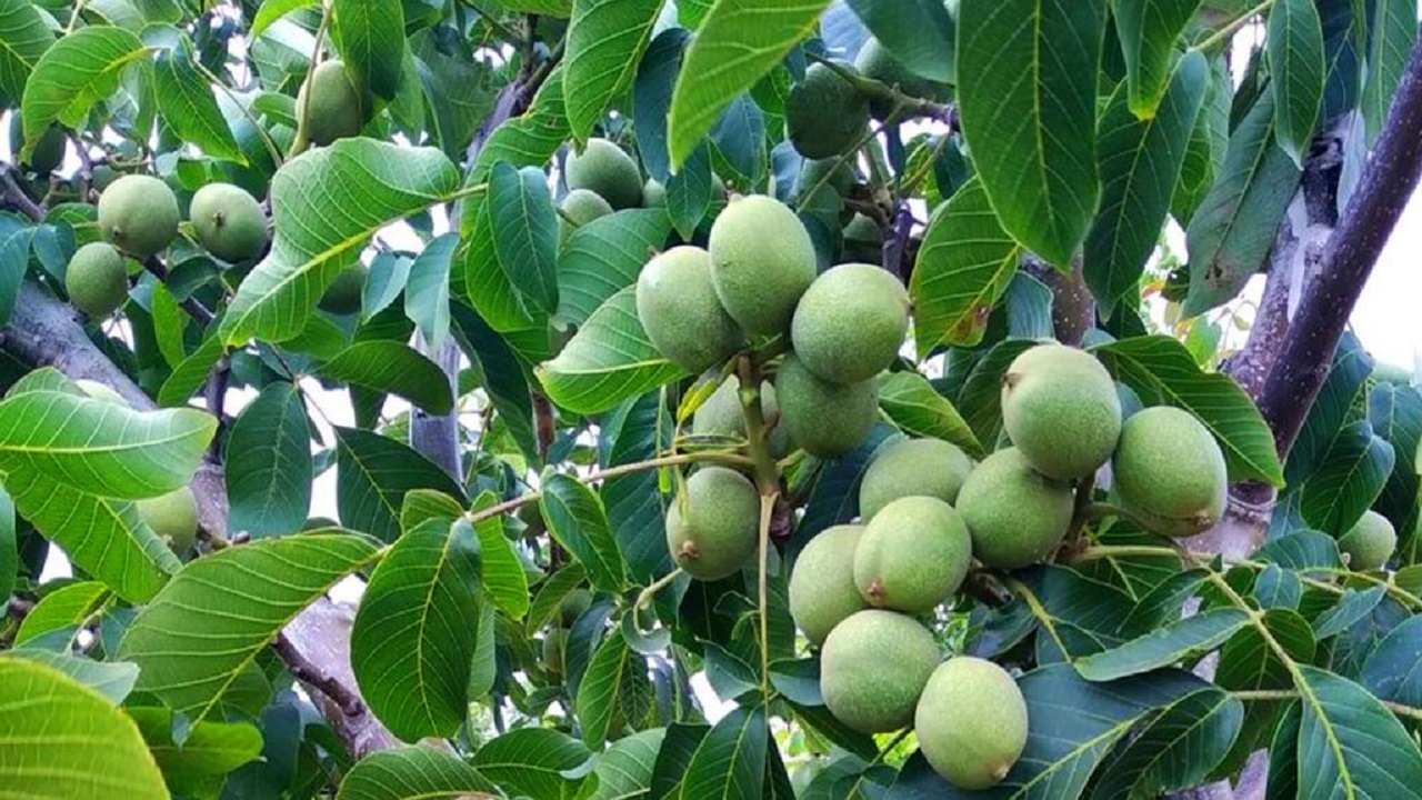 گردوی تویسرکان جهانی می‌شود