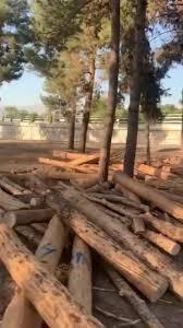 واکنش محیط زیست به قطع درختان در سرخه حصار
