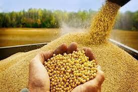 افزایش ۱۰ درصدی ارزش صادرات محصولات کشاورزی