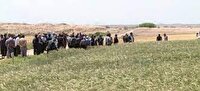 برگزاری پنجمین کاروان ترویج بهره وری الگوی کشت ملی محصولات زراعی در آذربایجان غربی