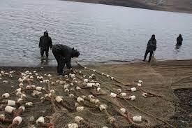 آغاز صید ماهی در سد مهاباد