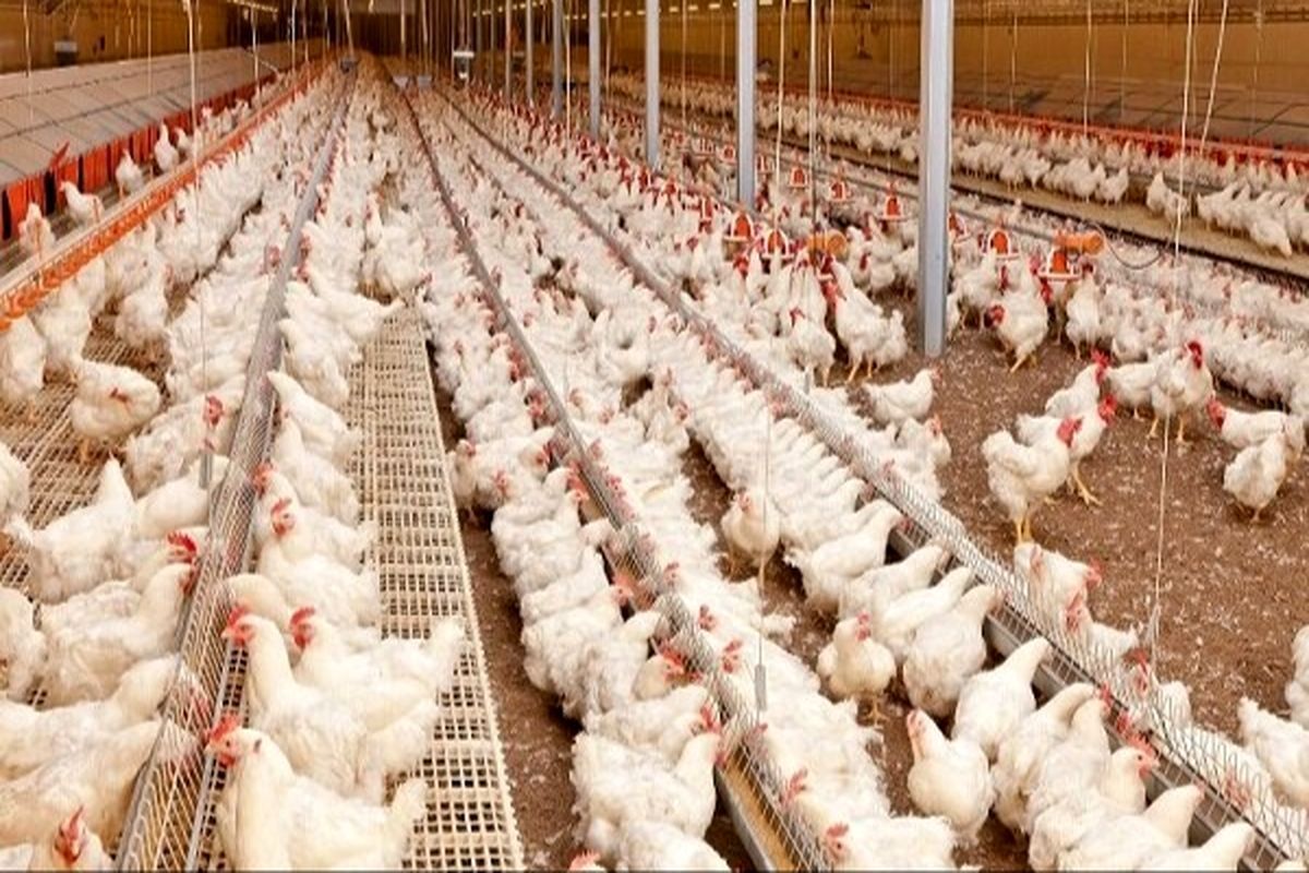 تولید مرغ در خراسان جنوبی، ۴ برابر مصرف استان