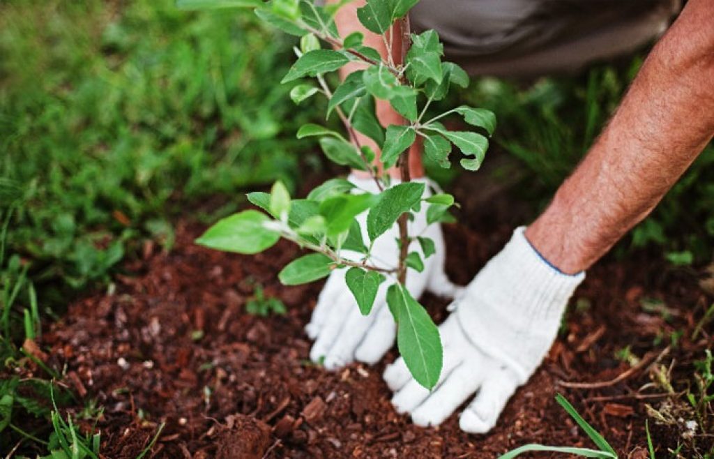 کاشت ۵۲۰ اصله درخت، حکم جایگزین حبس برای ۶ متهم در دزفول