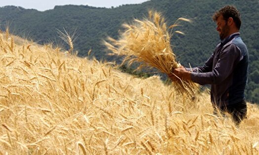 پرداخت الباقی طلب کشاورزان تا پایان مهر ماه قطعی شد