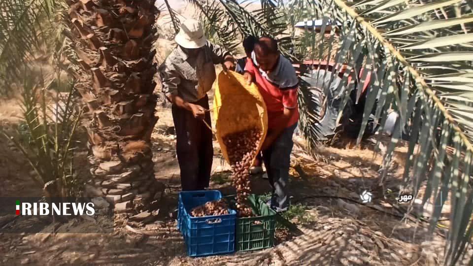 تولید بیش از ۵ هزار تن خرما در شهرستان مهر