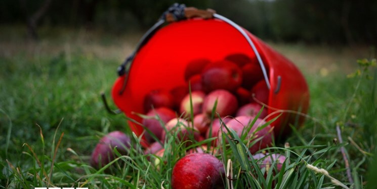 برگزاری جشنواره سیب در نهاوند