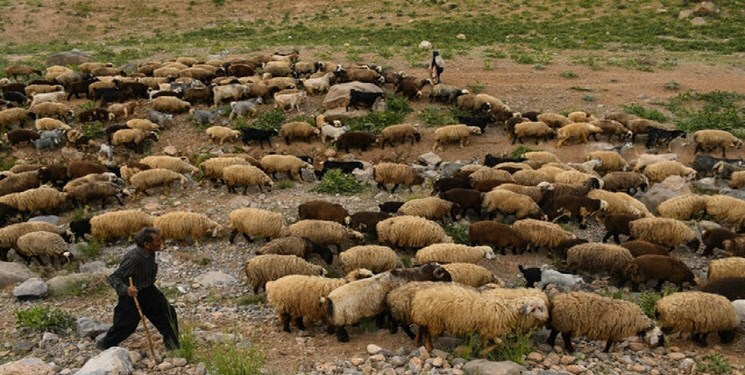 آزادسازی ۵ هزار هکتار از مراتع قُرُق شده در بیرجند