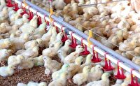 جوجه ریزی ۲۹ میلیون قطعه در مرغداری های آذربایجان غربی