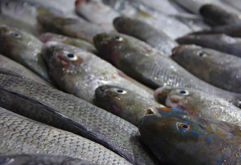 کشف 12 هزار بچه ماهی فاقد مجوز بهداشتی در طبس