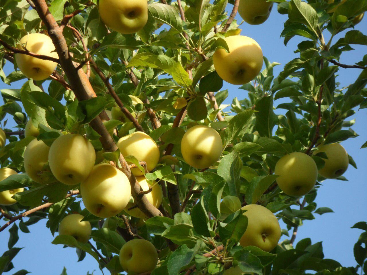 برداشت سیب درختی از باغ های ایزدخواست