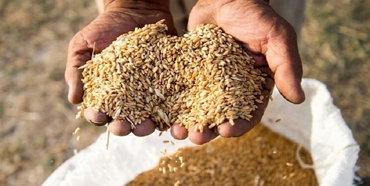 توزیع بذر گندم در اسدآباد ادامه دارد