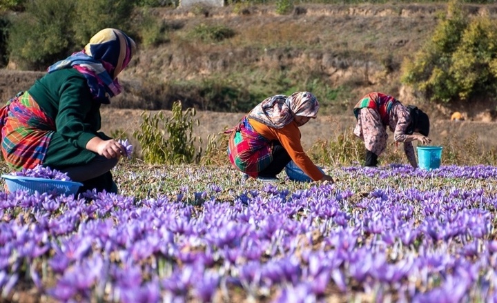 برگزاری اولین جشنواره زعفران، فردا در راویز رفسنجان