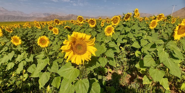 تولید ۶۶ تن دانه روغن آفتابگردان در جوین