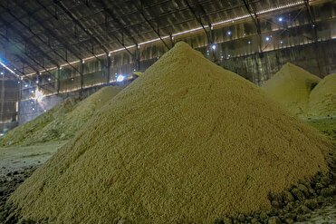 تولید روزانه ۶۰۰ تن شکر سفید در نیشکر هفت تپه