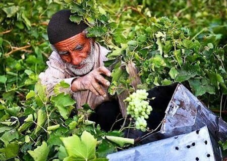 ۹۰ درصد اقتصاد و درآمد مردم شهرستان خلیل‌آباداز کشاورزی است