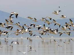 ۷ هزار و ۶۰۰ پرنده مهاجر آبزی در کهگیلویه و بویراحمد