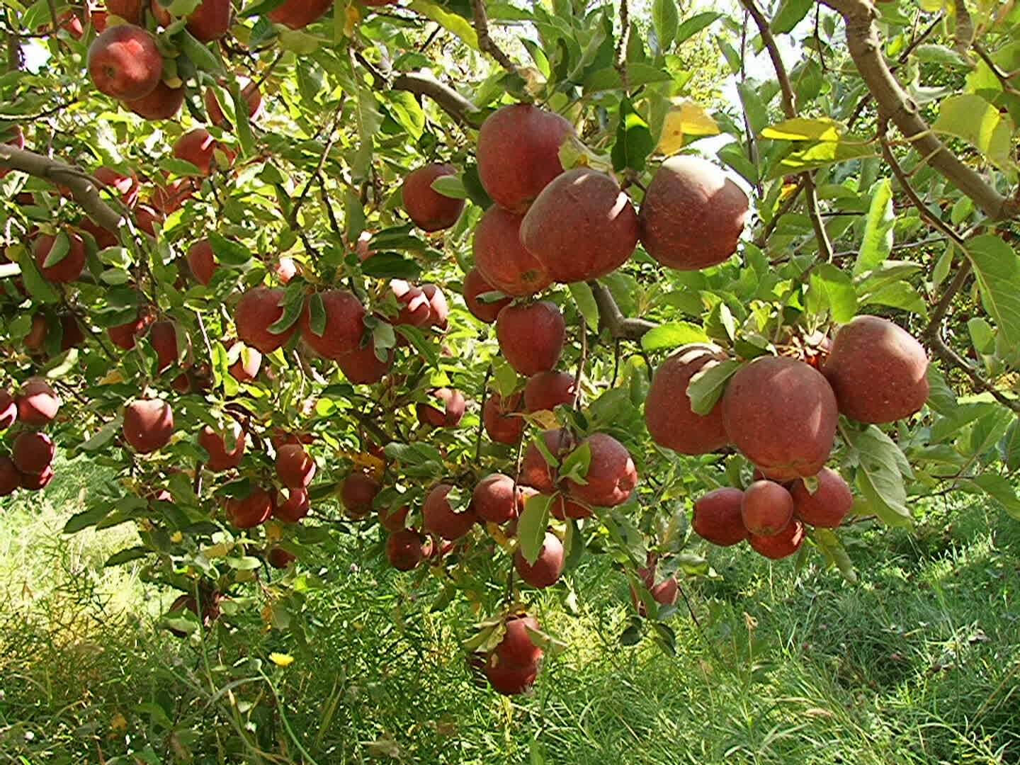 قطب تولید میوه آذربایجان‌شرقی، فاقد جشنواره‌های فصلی