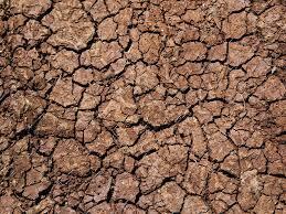 خشکسالی ۲۲۵ هزار میلیارد ریال به کشاورزی خراسان رضوی خسارت زد