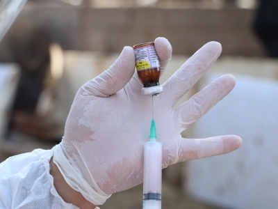 واکسیناسیون ۵۰ هزار قطعه طیور بومی  در هفتکل