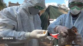 برگزاری رزمایش پدافند غیر عامل بیماری‌های انفلونزا فوق حاد پرندگان