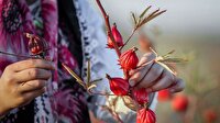 ۱۹ آبان، برگزاری چهارمین جشنواره استانی شکرانه برداشت چای ترش در کارون