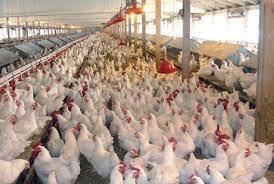 تشکیل ۵۲ پرونده برای متخلفان بخش مرغ در زنجان