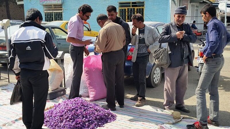 افتتاح بازار موسمی گل زعفران تربت‌حیدریه