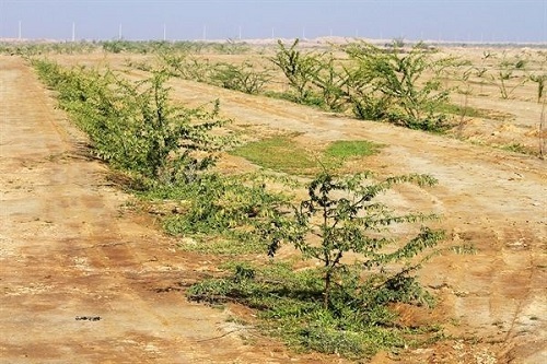 ضرورت تعهد صنایع برای تکمیل کمربند سبز اهواز