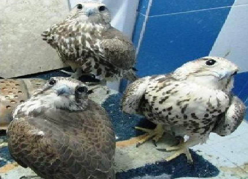 کشف ۳ پرنده شکاری کمیاب بالابان در دشتستان