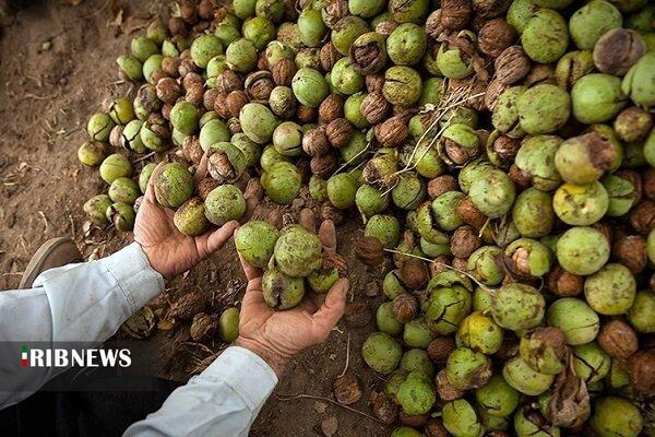 بهره‌برداری از بزرگترین باغ گردو غرب آسیا در ‌آذربایجان‌غربی